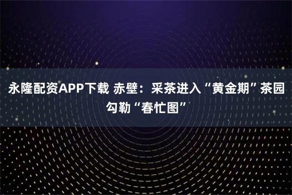 永隆配资APP下载 赤壁：采茶进入“黄金期”茶园勾勒“春忙图”